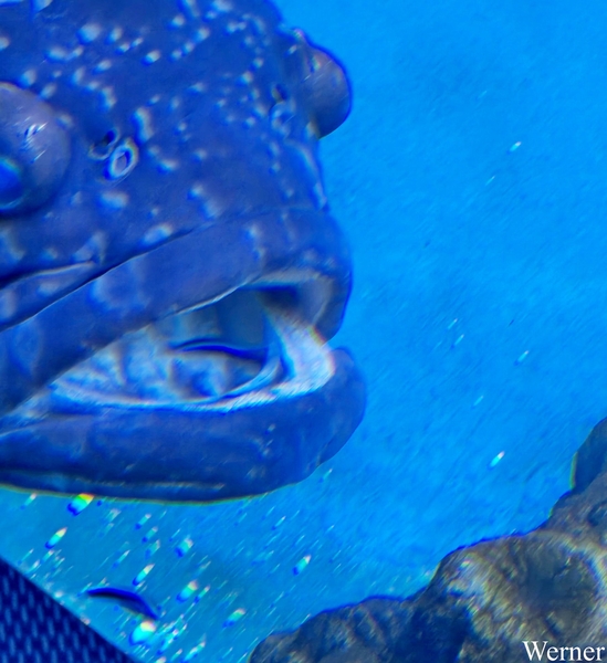 20250918_154416-S24_2025-09-18-do_vvk-Mech_2caps_Nausicaá_QQQ-vi