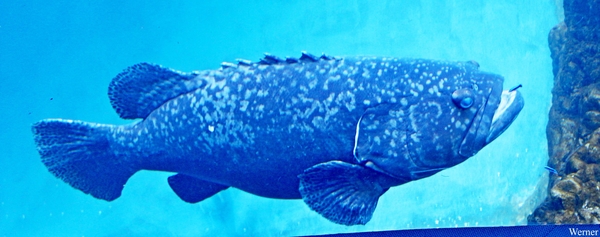 IMG_3860-12d_2025-09-18-do_vvk-Mech_2caps_Nausicaá_Goliath-tandb