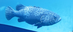 IMG_3863-12d_2025-09-18-do_vvk-Mech_2caps_Nausicaá_Goliath-tandb