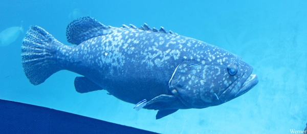 IMG_3863-12d_2025-09-18-do_vvk-Mech_2caps_Nausicaá_Goliath-tandb