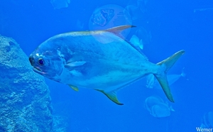 20250918_154822-S24_2025-09-18-do_vvk-Mech_2caps_Nausicaá_QQQ-vi