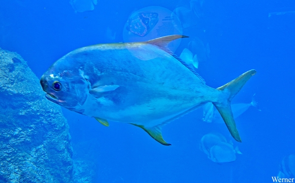 20250918_154822-S24_2025-09-18-do_vvk-Mech_2caps_Nausicaá_QQQ-vi