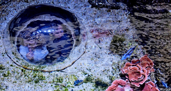 IMG_3866-12d_2025-09-18-do_vvk-Mech_2caps_Nausicaá_Goliath-tandb