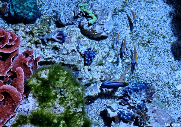 IMG_3871-12d_2025-09-18-do_vvk-Mech_2caps_Nausicaá_platte-vissen