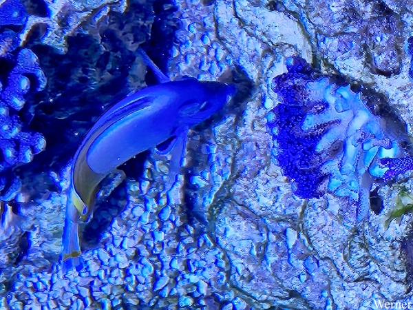 20250918_155504-S24_2025-09-18-do_vvk-Mech_2caps_Nausicaá_vis-QQ