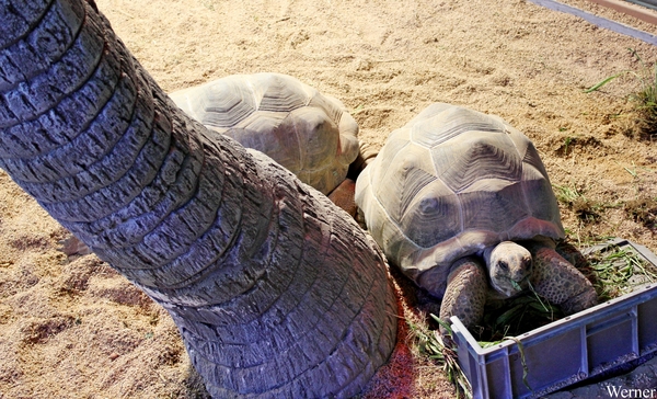 IMG_3875-12d_2025-09-18-do_vvk-Mech_2caps_Nausicaá_Seychellenreu