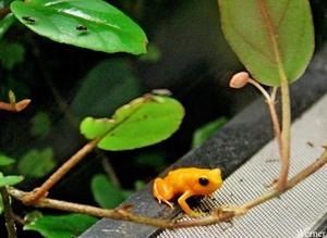 IMG_3887-12d_2025-09-18-do_vvk-Mech_2caps_Nausicaá_oranje-kikker