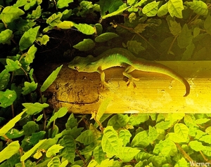 20250918_160926-S24_2025-09-18-do_vvk-Mech_2caps_Nausicaá_Gekko-