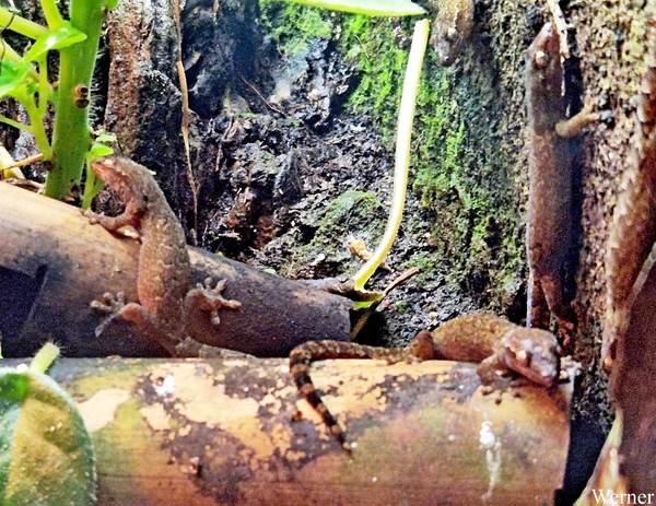 20250918_160958-S24_2025-09-18-do_vvk-Mech_2caps_Nausicaá_Gecko-