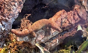 20250918_161003-S24_2025-09-18-do_vvk-Mech_2caps_Nausicaá_Gecko-