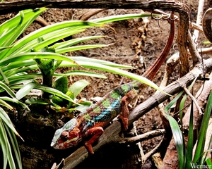 IMG_3889-12d_2025-09-18-do_vvk-Mech_2caps_Nausicaá_Panther-Chame