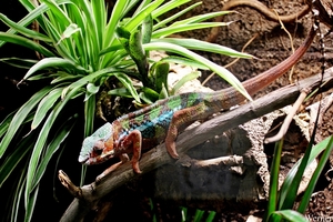 IMG_3891-12d_2025-09-18-do_vvk-Mech_2caps_Nausicaá_Panther-Chame