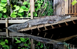 IMG_3893-12d_2025-09-18-do_vvk-Mech_2caps_Nausicaá_tamme-krok=lu