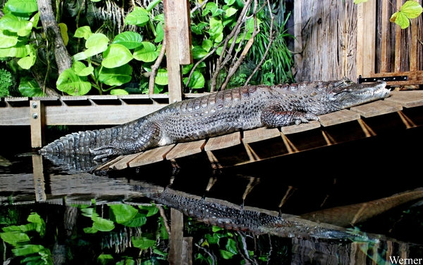 IMG_3893-12d_2025-09-18-do_vvk-Mech_2caps_Nausicaá_tamme-krok=lu