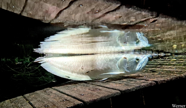 20250918_161302-S24_2025-09-18-do_vvk-Mech_2caps_Nausicaá_QQQ-vi