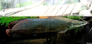 IMG_3897-12d_2025-09-18-do_vvk-Mech_2caps_Nausicaá_grooote-vis=A