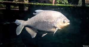 20250918_161710-S24_2025-09-18-do_vvk-Mech_2caps_Nausicaá_zwarte