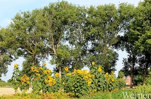 002_IMG_8207_vvk-Apen_tZeetje_proefrit-001_2025-07-19_ZON-ne-bloe