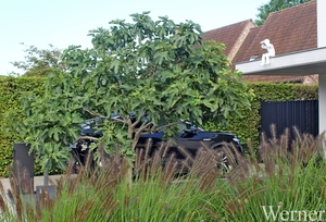 IMG_1834_vvk-Apen_tZeetje_proefrit-003_2025-08-09-za_op-uitkijk_v