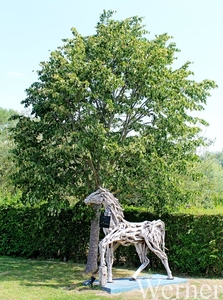 IMG_8228_vvk-Apen_tZeetje_proefrit-001_2025-07-19_ Houten-Paard@2