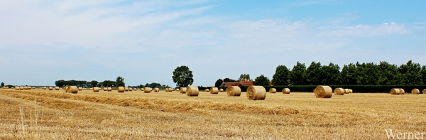 IMG_8236_vvk-Apen_tZeetje_proefrit-001_2025-07-19_ Stro-Rollen-Ve