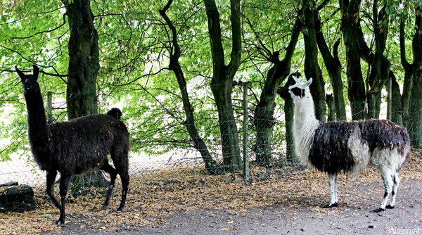 IMG_2832-12d_vvk-Lommel_Kempenrit_2025-08-31_Lommel_Groote-Hoef_g