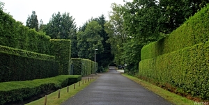 IMG_2869-12d_vvk-Lommel_Kempenrit_2025-08-31_onderweg_hagen-weg