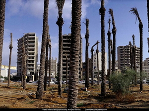 plaatsen-over-hele-wereld-national-geographic-nat-geo-palmboom-ac