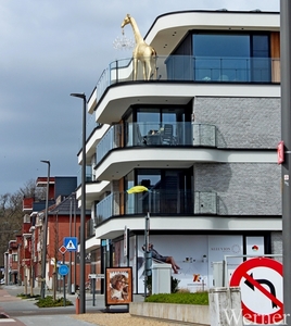 IMG_2994_2025-03-30_vvk-Aarschot_Hageland5_Gouden-Giraffe&Luster@