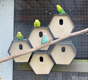 IMG_3033_2025-03-30_vvk-Aarschot_Hageland5_Haebeeckhoeve_nest-par