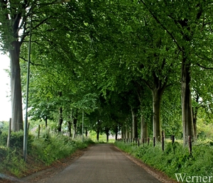 IMG_4087_2025-05-25_vvk-Beringen_Mei-rit_bosrijke-omgeving