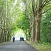 IMG_4096_2025-05-25_vvk-Beringen_Mei-rit_bomen-dreef
