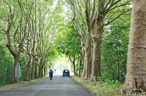 IMG_4096_2025-05-25_vvk-Beringen_Mei-rit_bomen-dreef