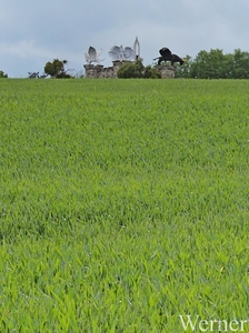 IMG_4098_2025-05-25_vvk-Beringen_Mei-rit_groen-veld@