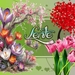 Liliane1