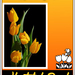 Tulpen