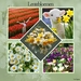 lentebloemen
