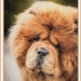 Retro Dotted Printer Design Effect Chow chow