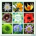 Collage maken
