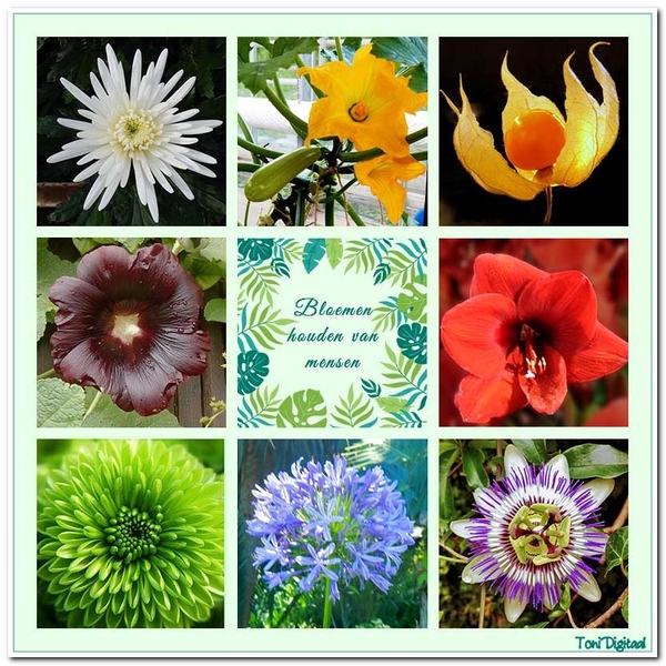 Collage maken