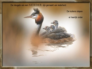 Zijdehoen