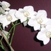 orchidee3
