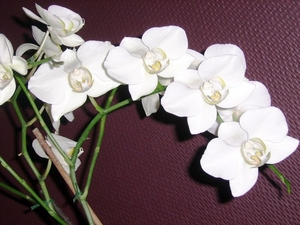 orchidee3