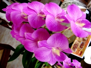 lila orchidee