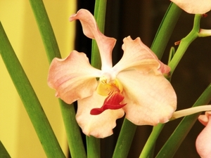 roze uit de RD