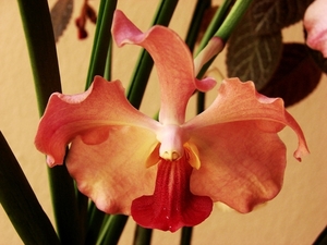 roze uit de RD 1