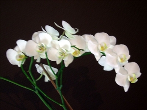 orchidee4 heidi