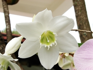 witte orchidee-RD
