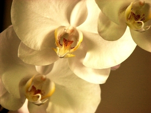 creme- joa