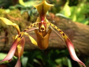 orchidee2